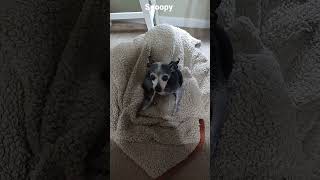 Random Snoopy Vid