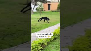 Perrito tratando de socializar