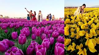 Skagit Valley Tulip Festival WA