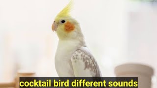 cocktail sounds#cocktail #cocktailvlogs #cocktailbirds