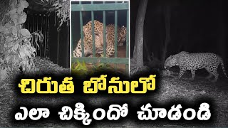 చిరుత  బోనులో ఎలా చిక్కిందో చూడండి|leapord |TTD |Tirumala |Tirupati