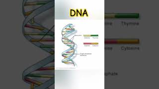 What is DNA? #bsc #msc#biologyneet #biology