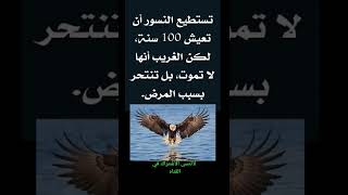 معلومة رقم 21 النسر🦅