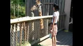 Tour Through The Cincinnati Zoo