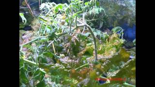 Timelapse of my Fogponics Hydroponics Grow System Jan 2015