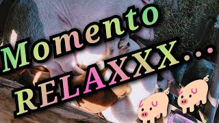 Porcos No STRESS ! 🐖🐖 hora de relaxar kkkk