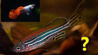 Can zebrafish and guppies live together? can guppy and glofish zebra danio share the same fish tank?