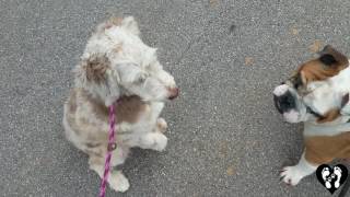 Nervous 8 month old Aussiedoodle working off leash and in busy stores! | Houston dog training