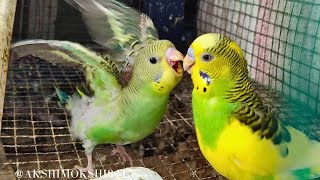 Budgies sounds feeding chirping and singing budgie bird baby feed female bird | By akshimokshi8415