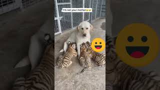 🐕 बाघ🐅 के बच्चे को दूध पिला रही है|#animals #dog #tiger #animalslover #shortsfeed #amazing #funny