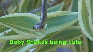 How do baby  tree snakes survive?