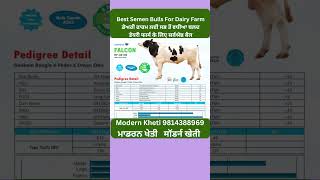 Top 10 Best Semen Bulls For Dairy Farm ਡੇਅਰੀ ਫਾਰਮ ਲਈ  ਵਧੀਆ ਬਲਦ डेयरी फार्म के लिए  बैल Modern Kheti