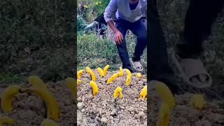 Grow  Banana 🍌 Try now 😂