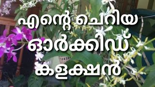 My Orchid garden tour | എന്റെ ഓർക്കിഡ് കളക്ഷൻ