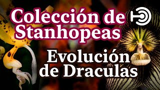 Stanhopeas, Evitando Orquídeas Vulgares y Sorpresas de las Draculas Panameñas | Podcast con Expertos