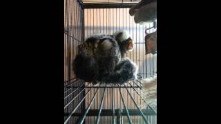 marmoset babies and their parents at north georgia zoo