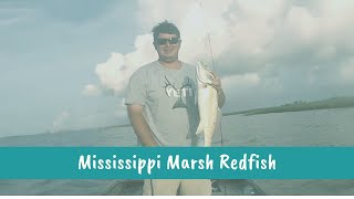 Mississippi marsh redfish