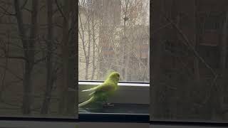 Morning chirp never heard before #parrot #budgies #pets #shorts #chirping