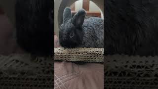 Bunny LOVES chewing cardboard (Midnight the Netherland Dwarf)