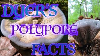 Indigo Dyer's Polypore! Velvet-top fungus Facts!