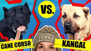 CANE CORSO VS KANGAL