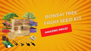 Bonsia Tree from seed Kit - Everything you need to grow 4 different Bonsias - Great Gift Idea!