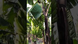 #banana #bananafarming #viral #bananafarm #up