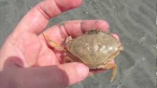 Dungeness Crab Moult