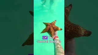 Starfish Incredible Regeneration #shorts #facts #starfish #ocean #sea #beach #marine #sealife #life