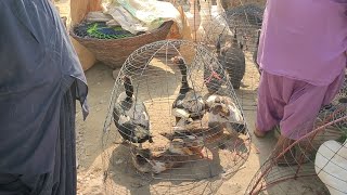 Thursday Bazar In Our Village || My First Vlog || Beautiful Birds.