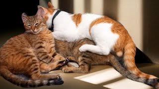 Cat mating.11 futile attempts of male cats for mating