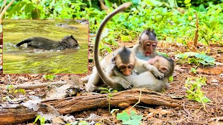 Adorable little baby monkeys playing together look really funny