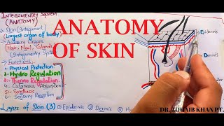 SKIN Anatomy | structure of skin layers, glands | #lectures