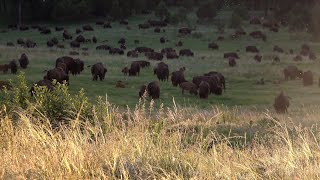 Ralphie explained: How this bison became a buffalo