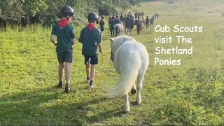 Cub Scouts visit The Shetland Ponies : TV episode 445