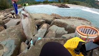 SUDAH LAMA TIDAK MANCING DI KASIH JACKPOT II Mancing Baronang II Rabbitfish