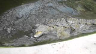 BUNGEE CORD SNAPS ON AUSSIE TOURIST IN CROCODILE INFESTED AFRICAN RIVER!