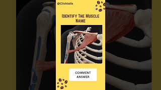 Try to identify the Muscle 💪 @ClicktailEducation