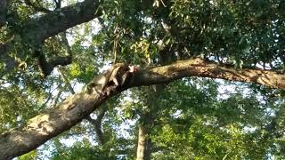 Huge pileated woodpecker, Daniel Island, SC