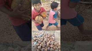 மரத்திலிருந்து விழுந்த தேங்காய்@sebas2650#coconut  #coconutoilmaking #shortsfeed #trending #tamil