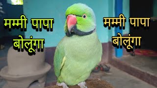 मम्मी पापा बोलने वाला तोता 😱Parrot talking mummy papa 🥰Mithu mithu talking parrot 🦜bolne wale tota🦜✅