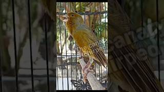 أصوات الكناري لتدريب الكناري الخاص بك #canario #birds #canarysinging #canaryislands #canary