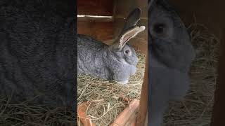 A six- month- old rabbit🐰