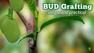 Summer bud grafting | Bud grafting new video | Bud grafting examples | Grafting | Naturefarm