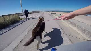 Levei a Estrela á praia pela 1º vez. Gopro Hero 4