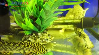 🐠Aquass - Полиптерус сенегальский рыба дракон (Polypterus senegalus)