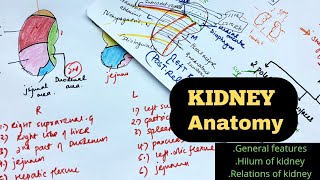 KIDNEY ANATOMY - Relations & Features | Abdomen