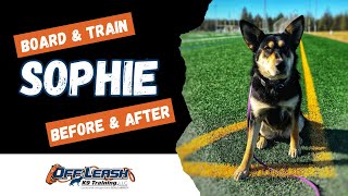 German Shepherd Mix, 2 y/o, “Sophie” | Amazing German Shepherd Training