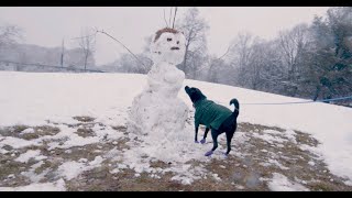 Brooklyn Snow Day with Bean