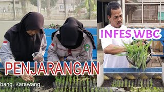 EPS 35 | PENJARANGAN LANJUT INFESTASI WERENG BATANG COKLAT #infestasi